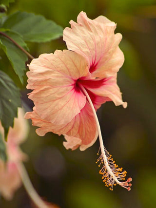 Hibiscus Cord Necklace - an Eden Rock St Barths Exclusive