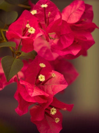 Bougainvillea Fleur Cord Necklace - an Eden Rock St Barths Exclusive