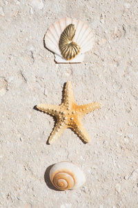 Birth Of Venus Brooch