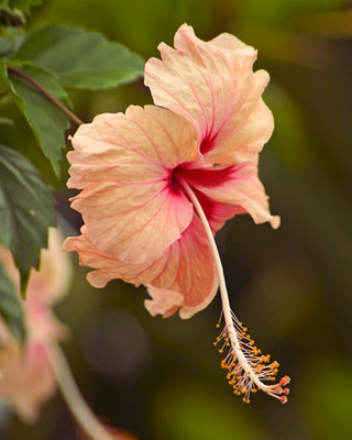 Hibiscus Cord Necklace - an Eden Rock St Barths Exclusive