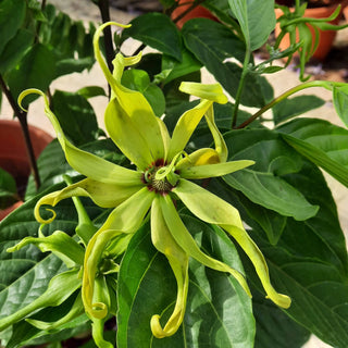 Ylang Ylang Earrings - an Eden Rock St Barths Exclusive